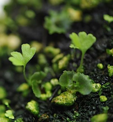 Asplenium_x_ebenoides_Jungpflanzen.jpg