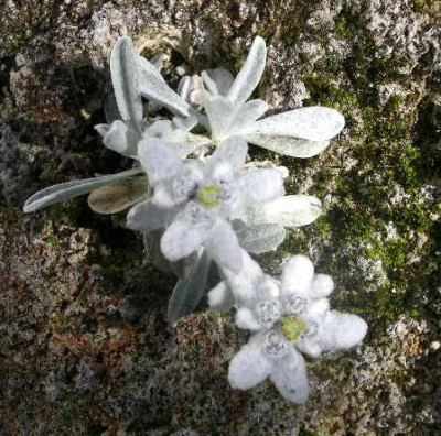 Leontopodium_nivale_2005-05-26.JPG
