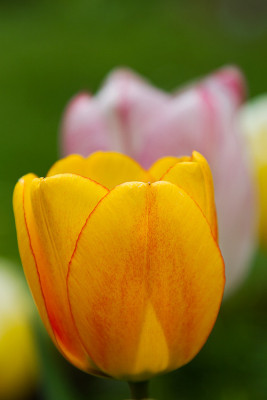 Tulpen-in-Orange-Rosa-Gelb.jpg