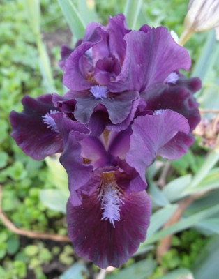 iris_2759.jpg