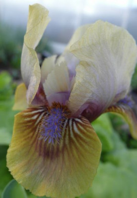 iris_2760.jpg