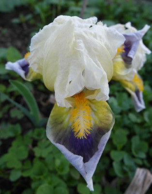 iris_2761.jpg