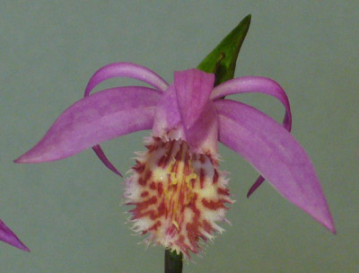 Pleione_Pavlof_1200x1200_80KB.jpg