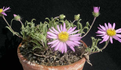 Machaeranthera_coloradensis_2005-05-26.JPG