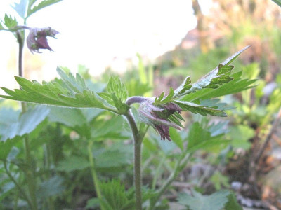 Geum_rivale_Gartenpur.jpg