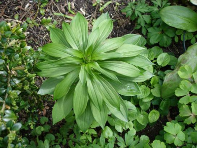 Groenanderung_Marz_April_2012_063.jpg
