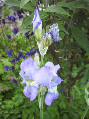 Iris_barbata_Wasser_blau_3.jpg