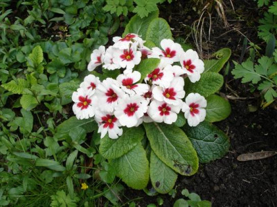 Groenanderung_Marz_April_2012_047.jpg