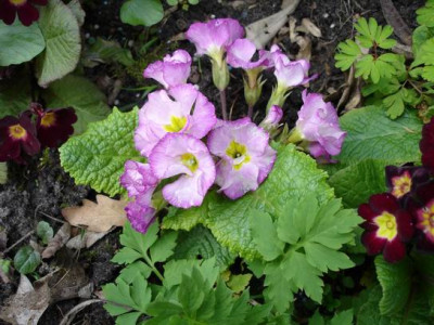 Groenanderung_Marz_April_2012_091.jpg