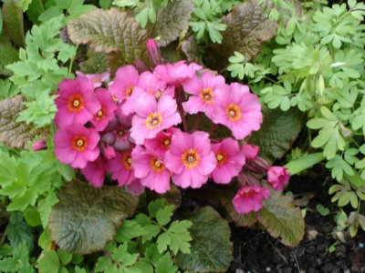 Groenanderung_Marz_April_2012_087.jpg