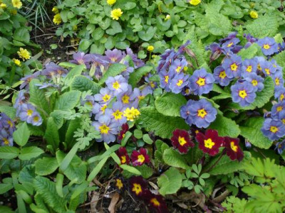 Groenanderung_Marz_April_2012_094.jpg