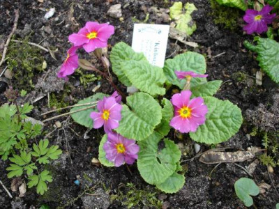 Groenanderung_Marz_April_2012_056.jpg