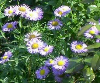 erigeron_speciosus.jpg