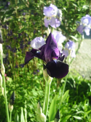 Iris_barbata_-_Into_the_Night_2.jpg