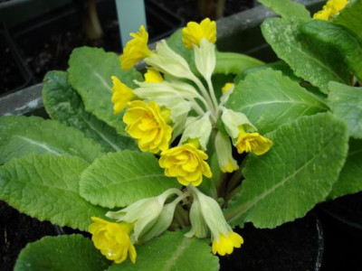 Groenanderung_Marz_April_2012_005.jpg