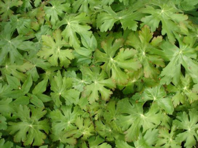 Groenanderung_Marz_April_2012_081.jpg