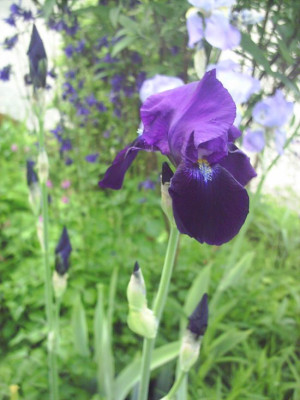 Iris_barbata_-_Into_the_Night_4.jpg