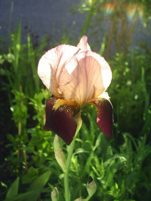 Iris_barbata_eliator_rot-braun-_PT_Barnum.jpg