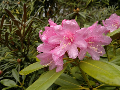 240420123468R.degronianum_ssp.heptamerum_var.heptamerum_Baravella_sel.jpg