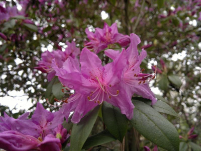 240420123469R.concinnum.jpg