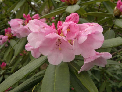 240420123474R.argyrophyllum_Esveld.jpg