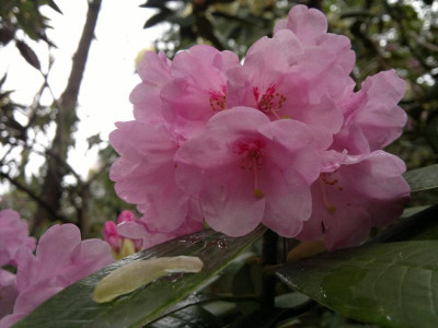 240420123472R.argyrophyllum_ssp.nankingense_Guiz.125.jpg