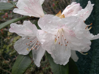 240420123482R.adenosum_R.18228_white_.jpg