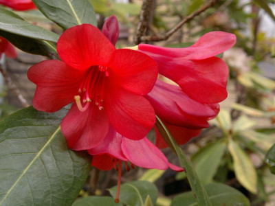 240420123491R._cinnabarinum_ssp.cinnabarinum_Bu_129_bright_red_Sandakphu_3650m.jpg