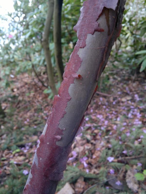 240420123473R.erosum.jpg