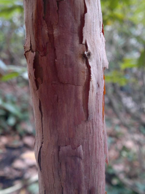 240420123493R.falconeri_ssp.eximium_Glenarn.jpg