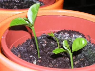 1_11.04.2010_1K.jpg