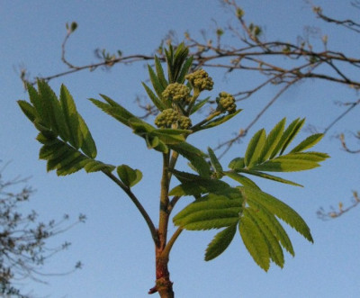 Sorbus_aucuparia_Gartenpur.jpg