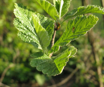 Sorbus_intermedia_Gartenpur.jpg