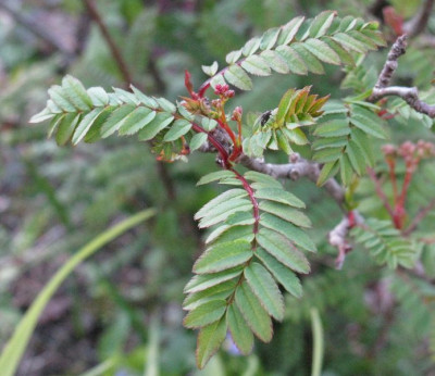 Sorbus_koehniana_Gartenpur.jpg