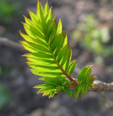 Sorbus_arnoldiana_Golden_Wonder_Gartenpur.jpg
