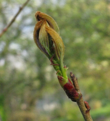 Sorbus_sargentiana_Gartenpur.jpg