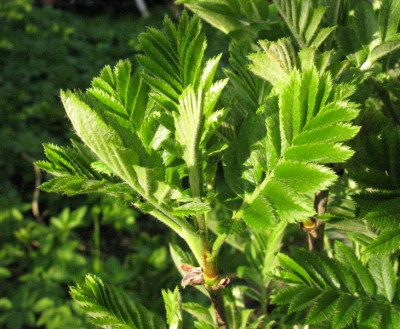 Sorbus_Autumn_Spire_Gartenpur.jpg