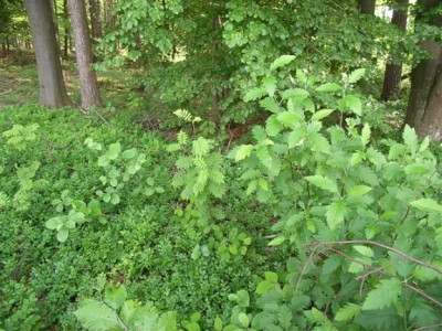 Sorbus_schw.jpg.JPG