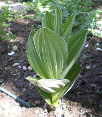 GP_Veratrum_californicum_2012e.jpg