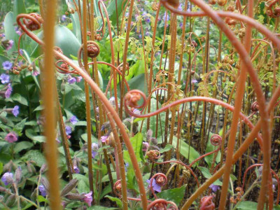 GP_Adiantum_pedatum_Austrieb_2012e.jpg