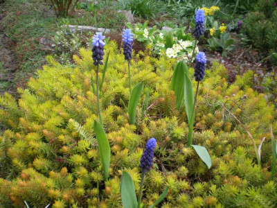 GP_Sedum_Angelina_2012e.jpg
