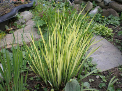 GP_Iris_sibirica_2012e.jpg