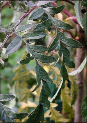 Sorbus_Chinese_Lace_Palmwedel-Eberesche.jpg