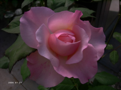 Irene_Watts.JPG