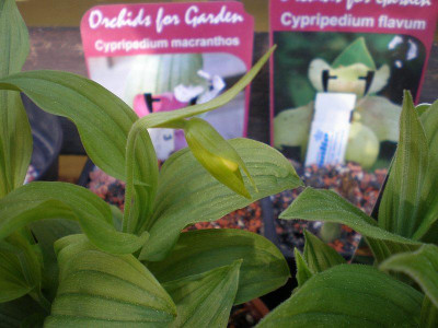 GP_Cypripedium_parviflorum_2012e.jpg