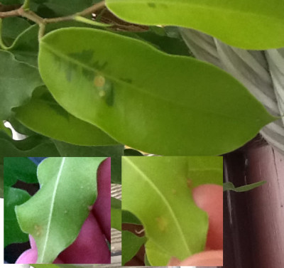 ficus12.jpg