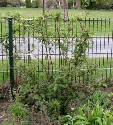 Sorbus_koehniana_ganz_Gartenpur.jpg