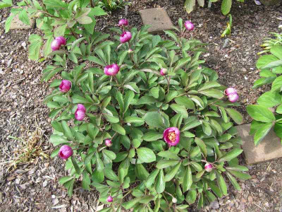 Garten_M__P__caucausica_120422.jpg