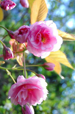 schon_wieder_rosa_6855.JPG