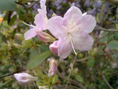 250420123530Roreotrephes_timeteum.jpg